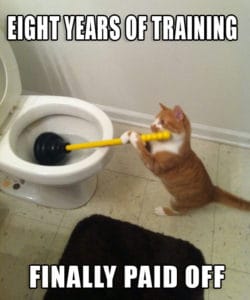 cat cleaning the toilet