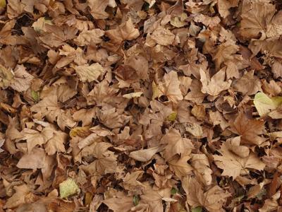 Dried leaves