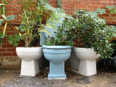 Beautiful plants in old toilet bowls